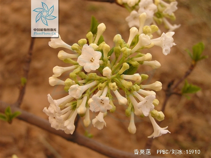  p>香荚蒾(学名: i>viburnum farreri /i> w. t.