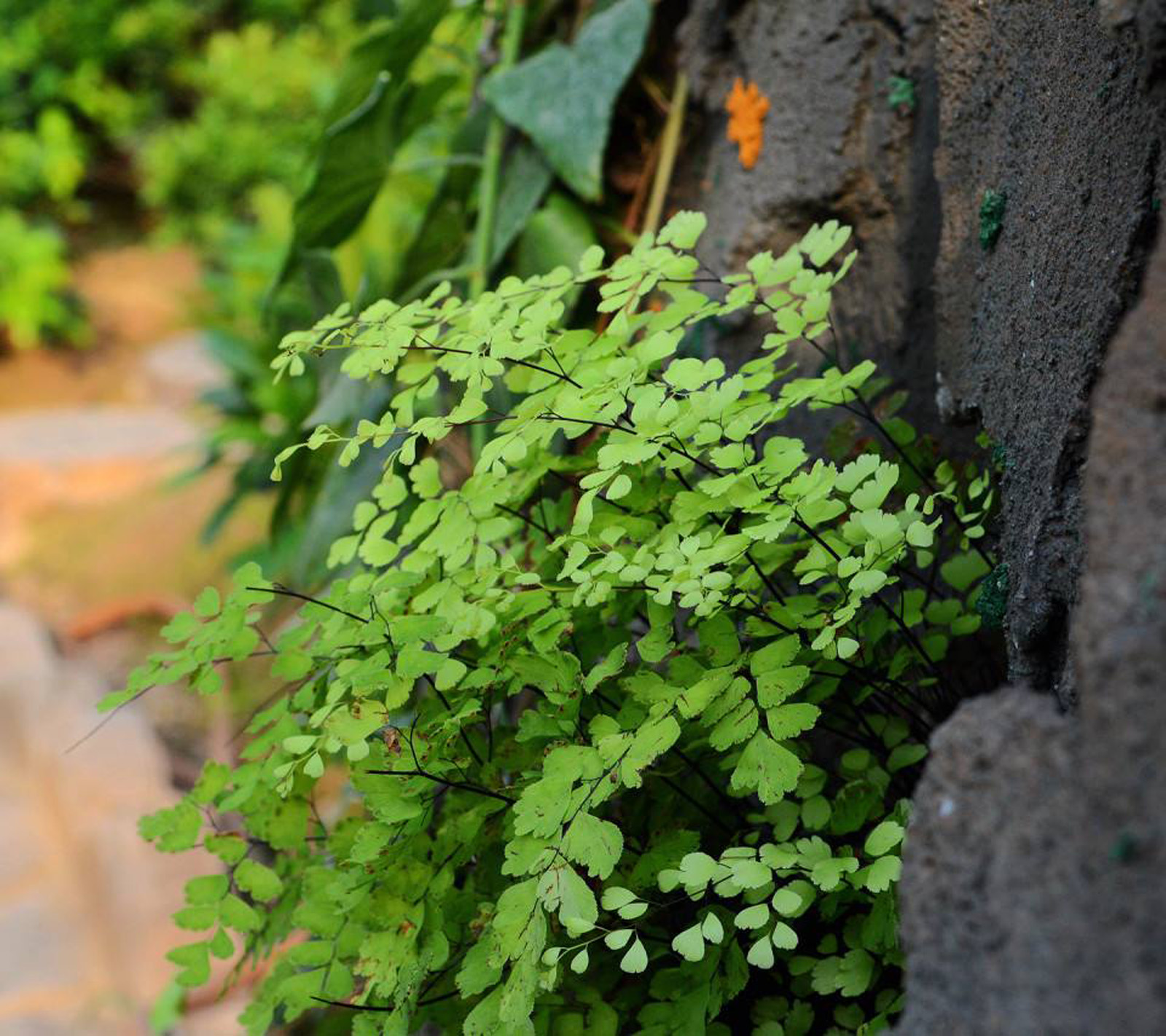铁线蕨属陆生中小形蕨类植物,根状茎细长横走,密被棕色披针形 a