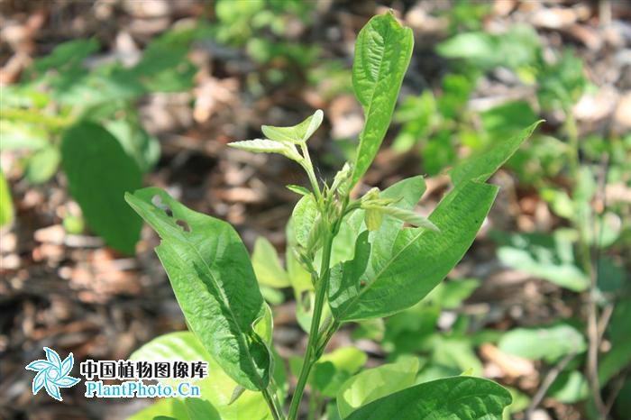  p data-id="gnarzhxbcq">大叶山蚂蝗 desmodium