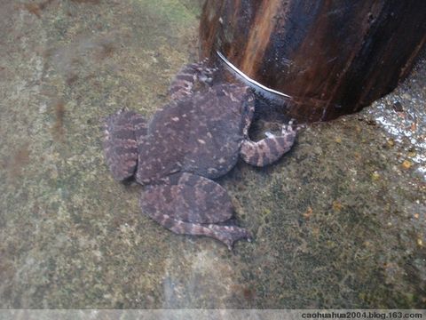  p>石蚌为蛙类之一种,生长在深山等沟的溪流石缝之中,体大如 a href="