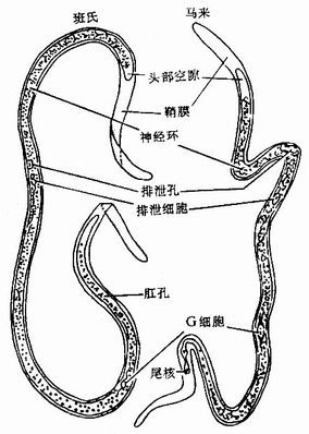 丝虫为卵胎生,雌虫产出微丝蚴,见于终宿主的血液或组织液中.