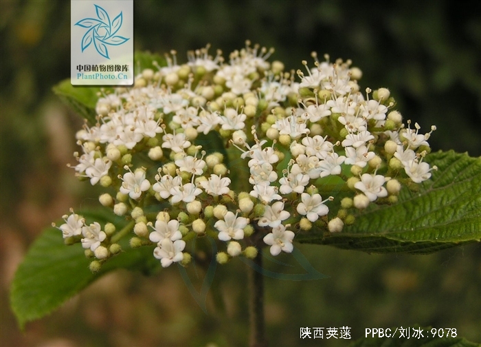  p>陕西荚蒾(学名: i>viburnum schensianum  /i>maxim.