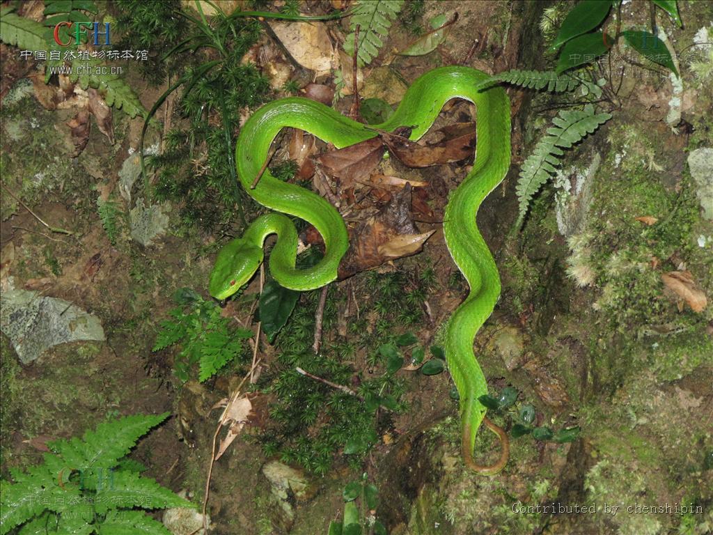  p>竹叶青属(学名trimersurus)是 a target="_blank" href="/item