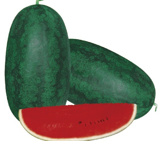  p>皮球新美人1号该品种种子椭圆形,黑色, a target="_blank" href="