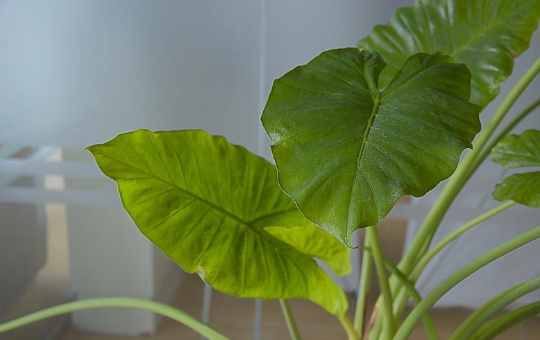 大叶观音草