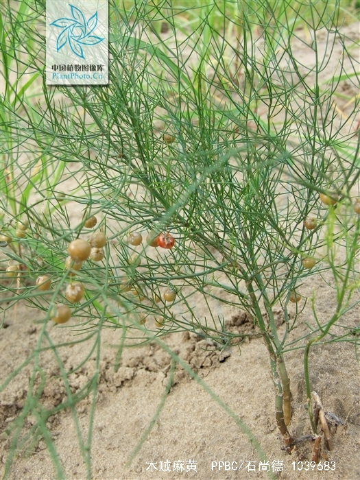  p>木贼麻黄(学名: i>ephedra major /i> host)是麻黄科,麻黄属直立小