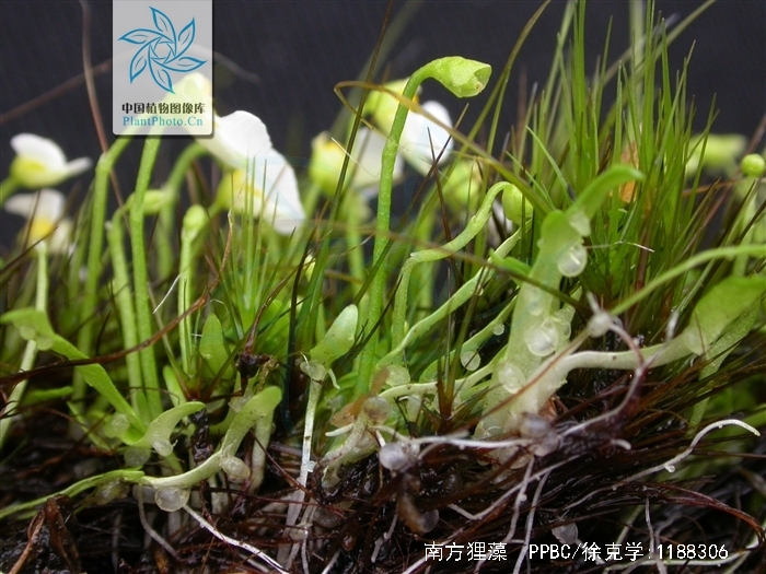 假根2-4,生于花序梗基部上方,丝状,长1-2厘米,具短的总状分枝.