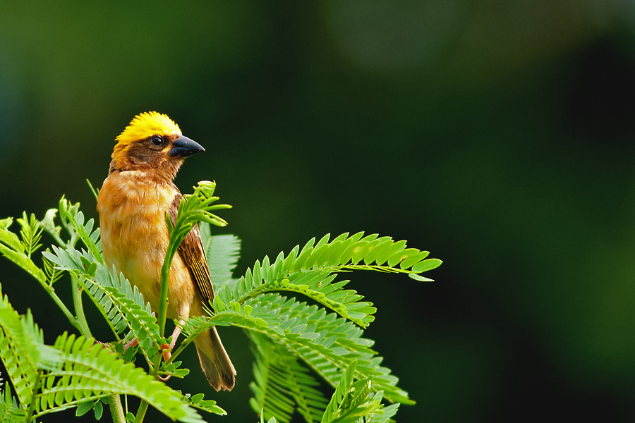  p>黄胸织布鸟(学名: i>ploceus philippinus /i>)为 a target="