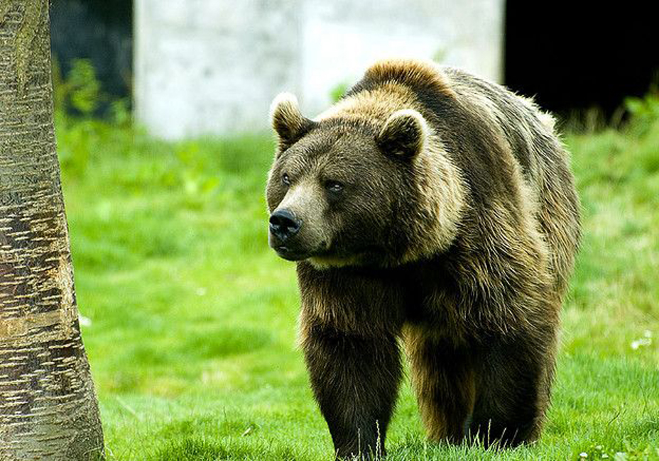  p>欧洲棕熊(学名:ursus arctos arctos)是棕熊指名亚种,头大而圆,体