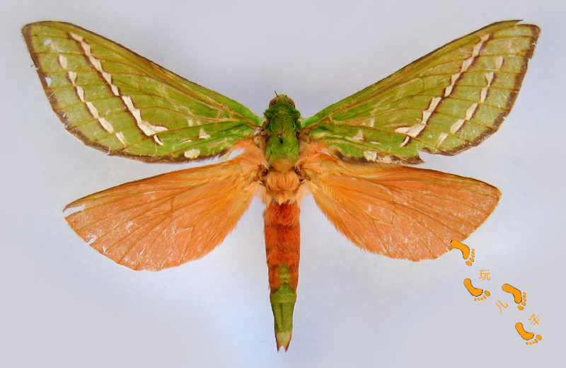 a>(lepidoptera), a target="_blank" href="/item/蝙蝠蛾科/6244289"