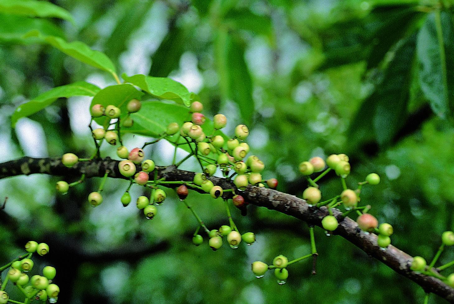  p>水翁属(学名:cleistocalyx blume)乔木植物.叶对生,羽状脉较疏.