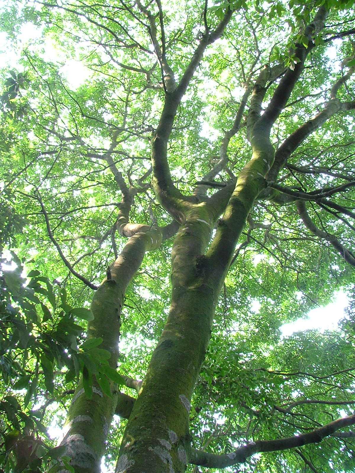  p>白豆杉(学名: i>pseudotaxus chienii /i> (cheng) cheng)是红豆杉