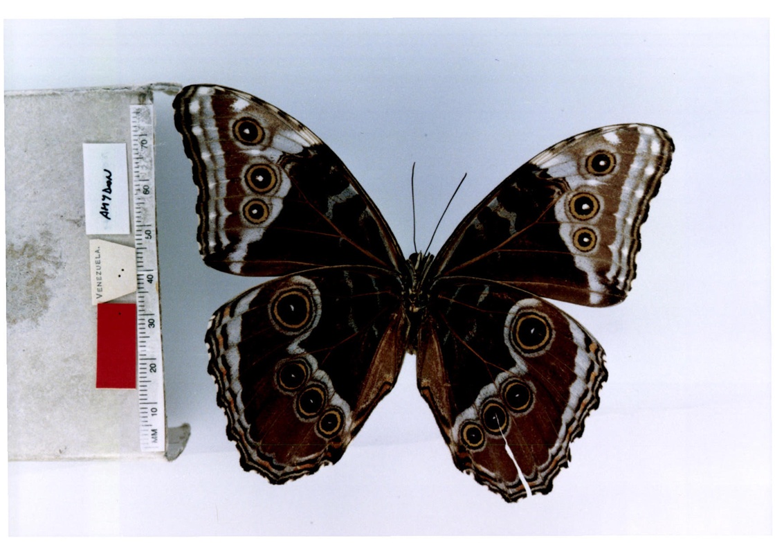  p>海云闪蝶, i>morpho helenor corydon ( /i>guenée, 1859),鳞翅目