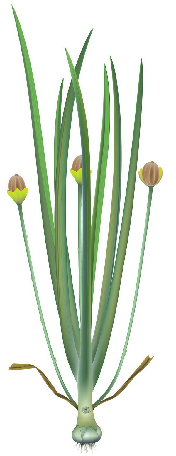 n4s">渤大侏罗草,<a target="