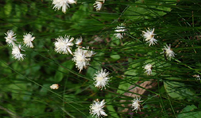  p>葱状灯心草,拉丁学名: i>juncus allioides franch.