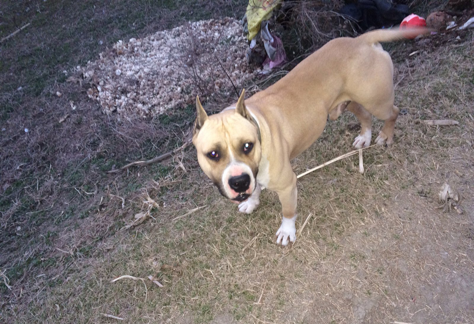  p>斯塔福郡斗牛梗是一种短毛狗.就其体型而言力气非常大.