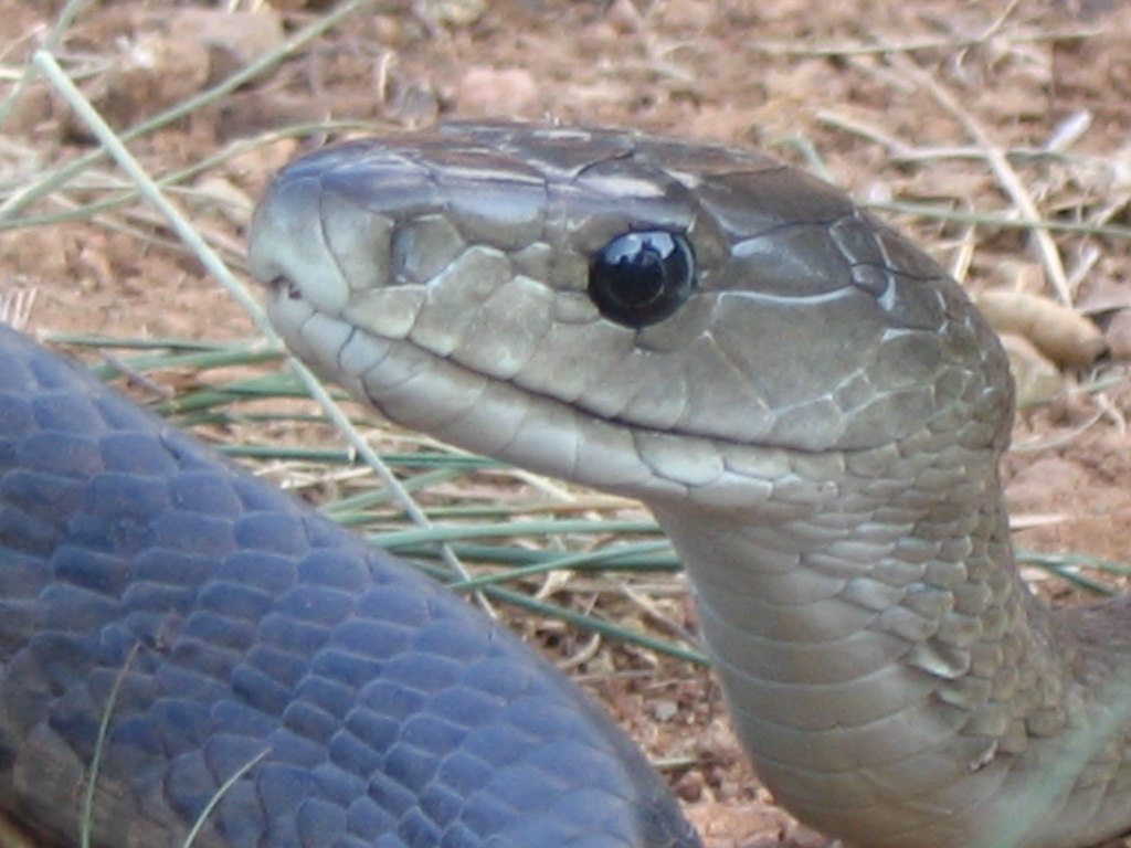  p>曼巴蛇属, a href="#" data-lemmaid="5594120">眼镜蛇科 /a>的一