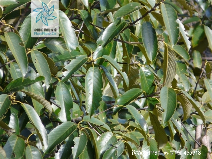  p>钩锥(学名: i>castanopsis tibetana /i> hance)是壳斗科,锥属 a