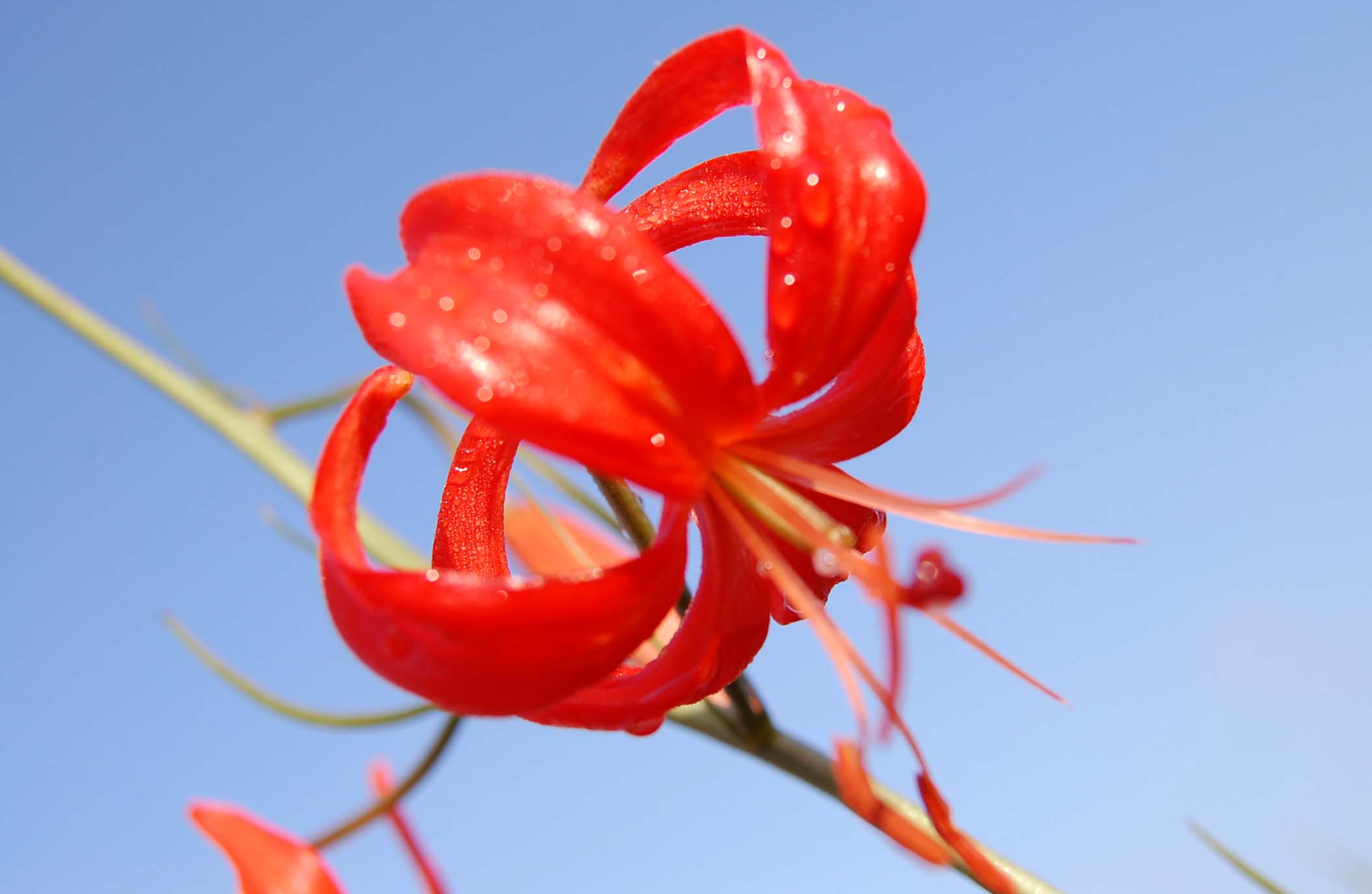 山丹花