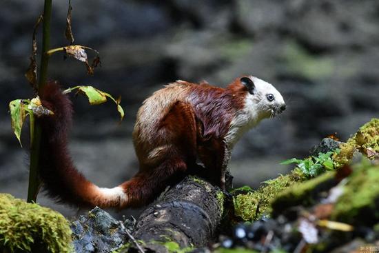 pes /i>)也叫 a href="#" data-lemmaid="5203265">橙足鼯鼠 /a>,黄足