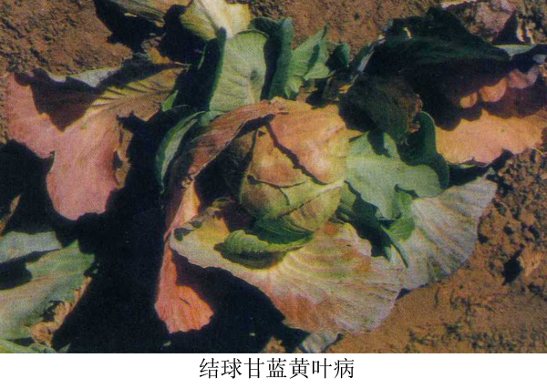甘蓝黄蔫病