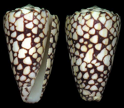  p>水磨石芋螺是新腹足目,芋螺科的一种贝类动物,分布于印度洋