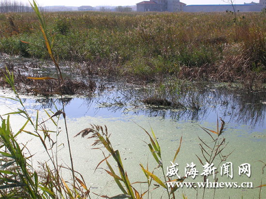 桑沟湾国家城市湿地公园