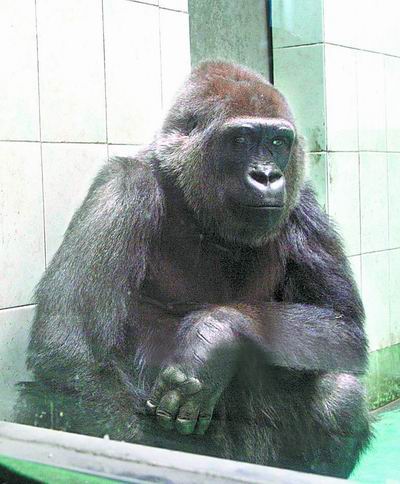  p>大猩猩"尼寇"1982年出生于 a target="_blank" href="/item/北京