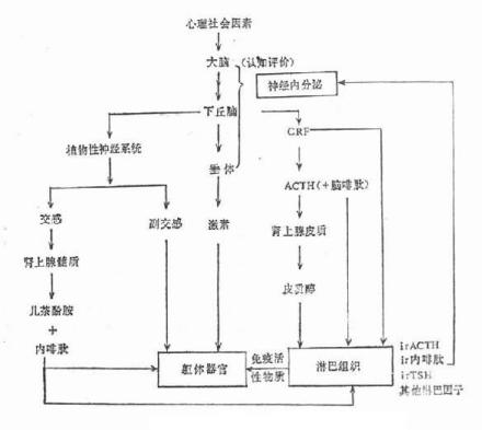 内啡肽_百度百科