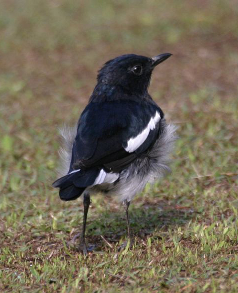 oriental magpie-robin