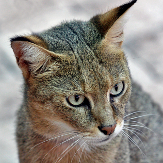 野猫（猫科猫属下的一种动物）_百度百科