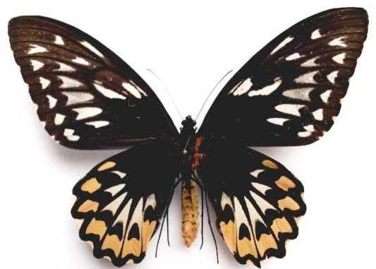 华莱士红鸟翼凤蝶(学名:ornithoptera croesus wallacei)属鳞翅目凤蝶
