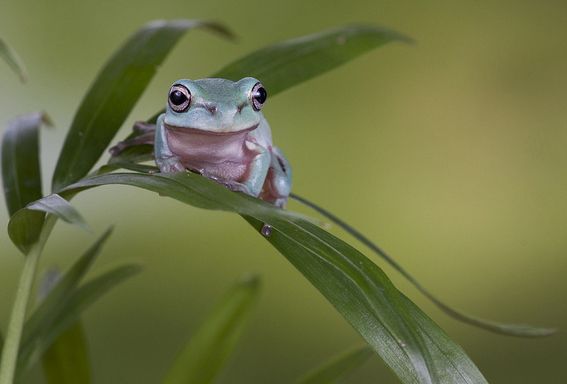  p>澳大利亚绿色雨蛙(学名:litoria caerulea )英文名称 "绿树蛙"