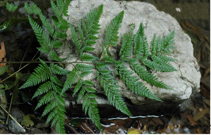 细裂复叶耳蕨