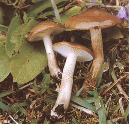  p>褐盖蜡伞,菌盖直径6～10cm,扁半球形,顶部钝或稍凸起,暗褐色或黑