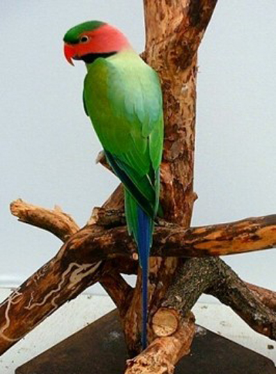  p>长尾鹦鹉(学名: i>psittacula longicauda /i>)是鹦形目,鹦鹉科的 