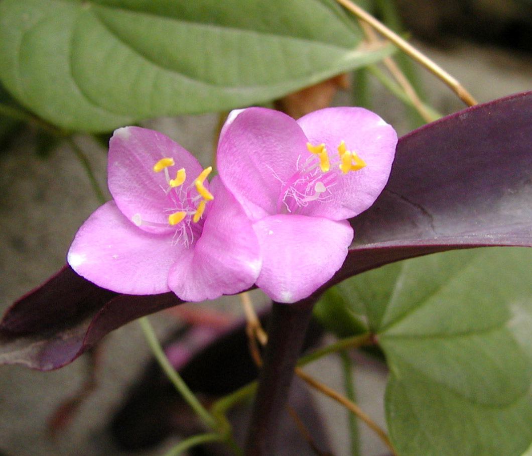  p>吊竹梅属(zebrina schnizl.