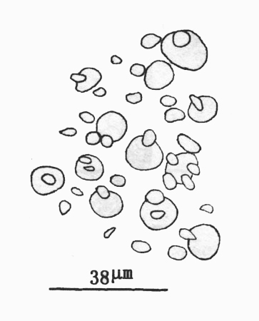  p>网状隐蜘藻的藻体直立,中空,1~3.