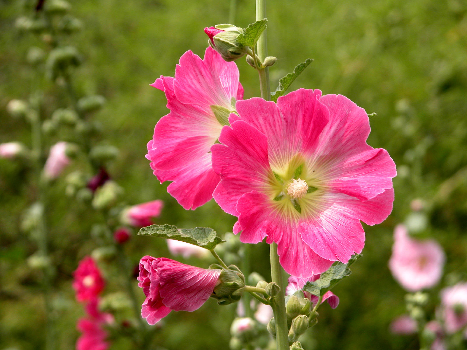 alcea rosea