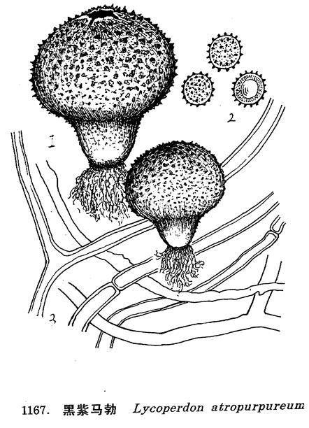  p>黑紫马勃, i>lycoperdon atropurpureum /i> vitt.