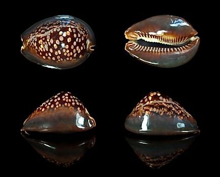  p>龟甲宝螺(学名: i>mauritia mauritiana /i>):头部发达呈筒状而稍