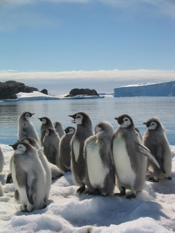 帝企鹅日记marchofthepenguins(2005)