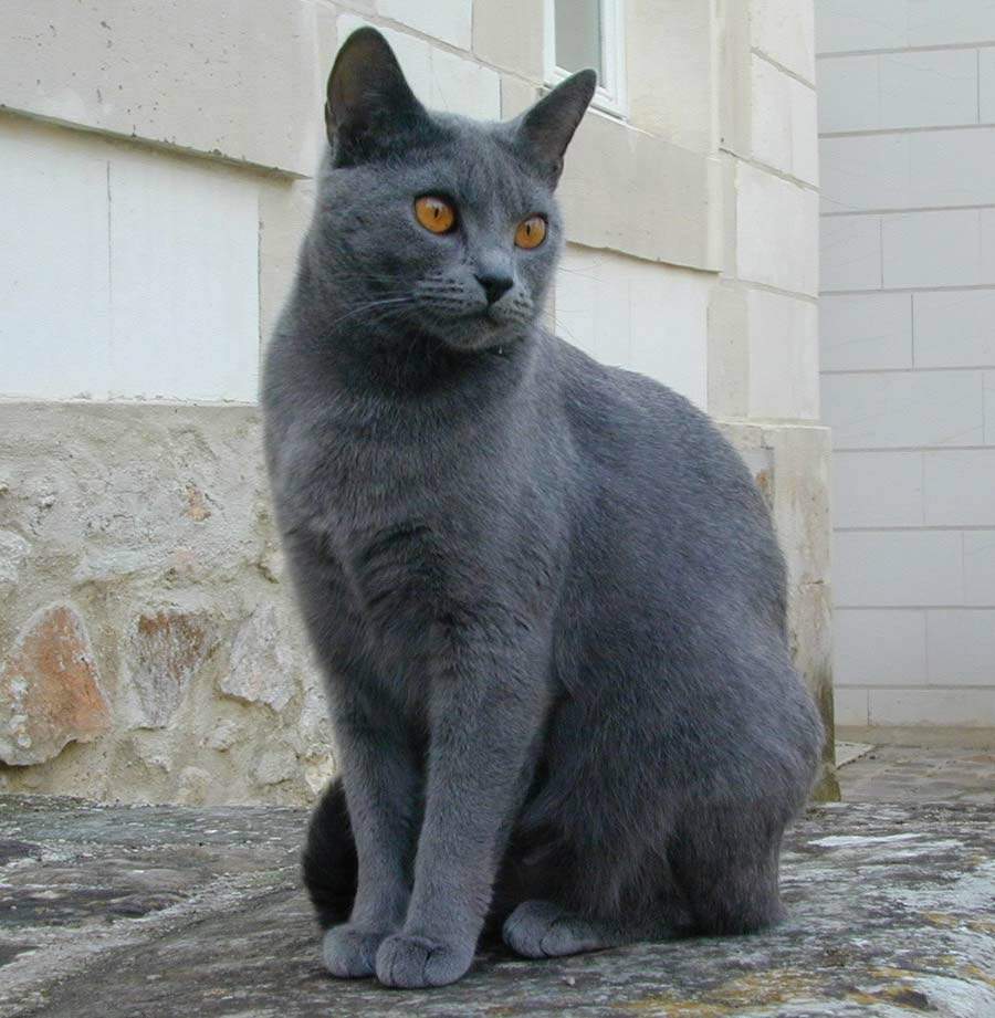  p>夏特尔猫,英文名称:chartreux,白色锁.