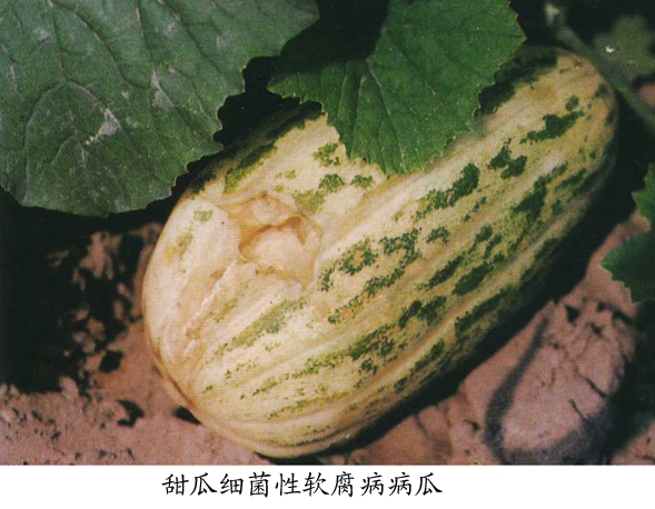 甜瓜细菌性软腐病