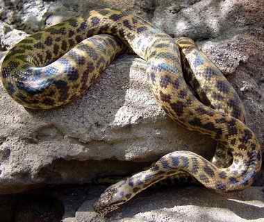  p>斑点星蟒( a target="_blank" href="/item/学名/8074290" data