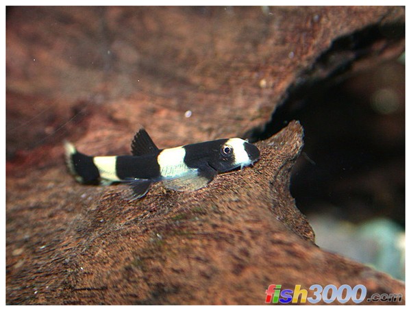  p>厚唇原吸鳅,学名: i>yaoshania pachychilus  /i>(chen, 1980) ,为