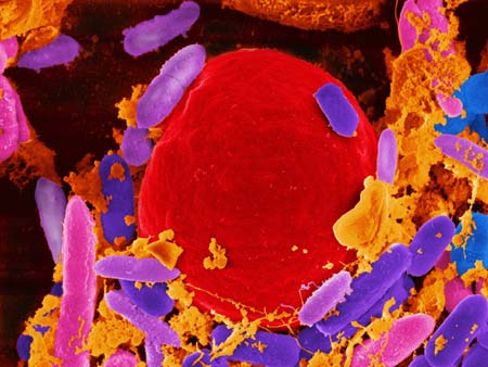  p>隐孢子虫( i>cryptosporidiumn /i> tyzzer,1907)为体积微小的球虫