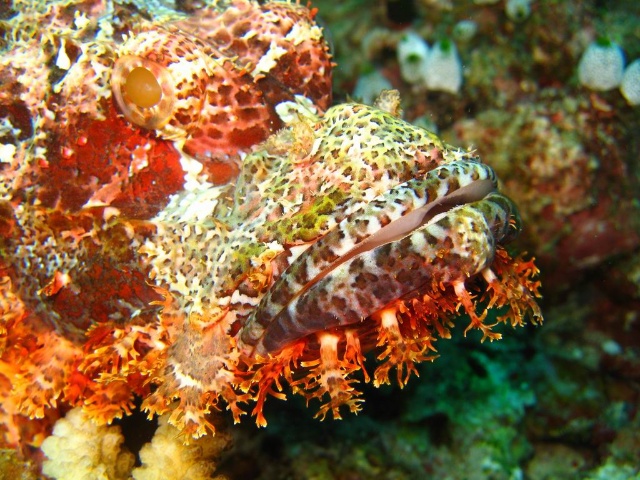stonefish