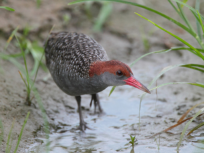 蓝胸秧鸡华南亚种