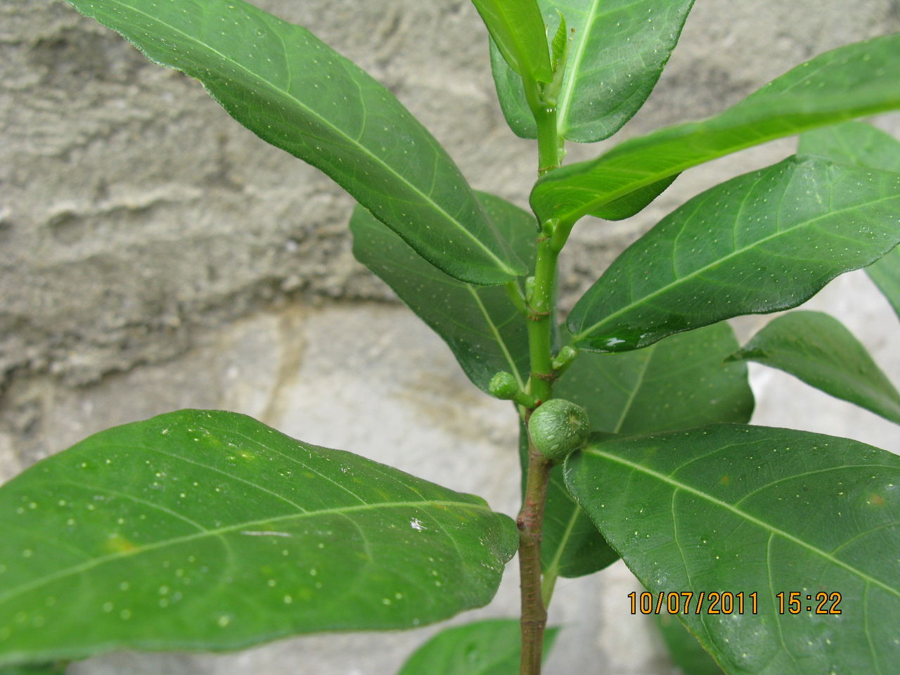  p>水照影,学名 a target="_blank" href="/it